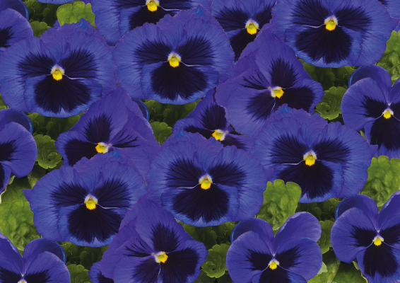 
                        Viola
             
                        wittrockiana F₁
             
                        Inspire® Plus
             
                        Blue Blotch
            