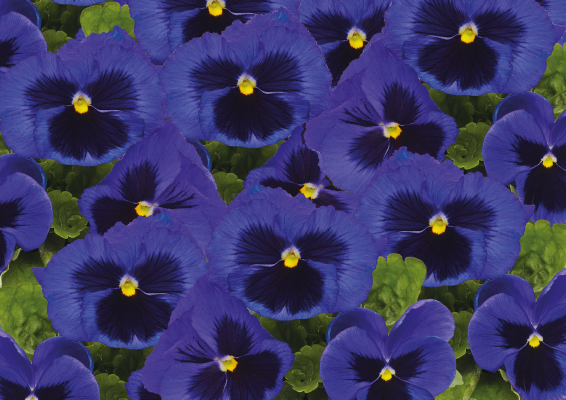 Viola wittrockiana F₁ Inspire® Plus Blue Blotch | Benary