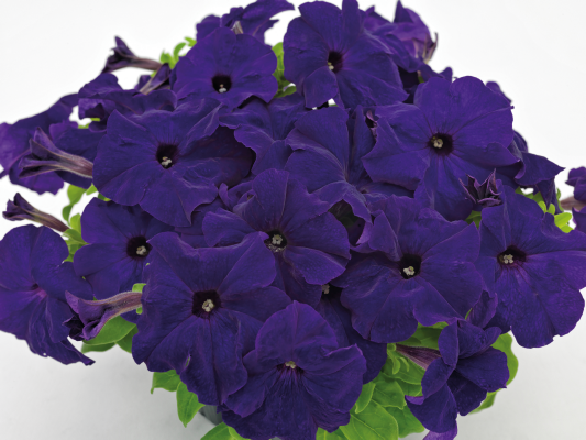 
                        Petunia
             
                        x hybrida grandiflora F₁
             
                        SUCCESS! HD
             
                        Blue
            
