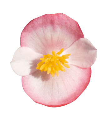 
                        Begonia
             
                        semperflorens F₁
             
                        Super Olympia®
             
                        Bicolor
            