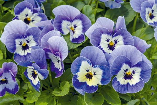 
                        Viola
             
                        cornuta F₁
             
                        Admire®
             
                        Marina
            