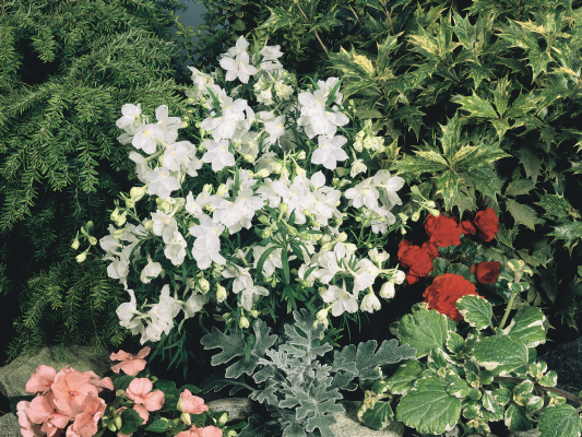 
                        Delphinium
             
                        grandiflorum
             
                        Summer
             
                        Stars
            