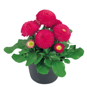 Tasso® Deep Rose