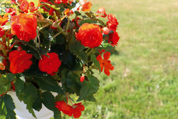 
                        Begonia
             
                        tuberhybrida F₁
             
                        Nonstop® Joy
             
                        Orange
            