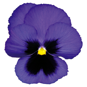   Inspire® Plus Blue Blotch