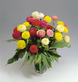 Zinnia elegans Oklahoma 