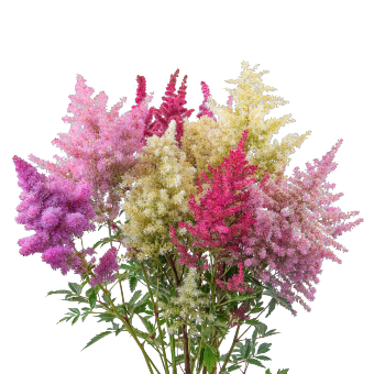 
                        Astilbe
             
                        arendsii
             
                        Rhapsody
            