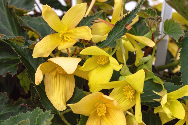 
                        Begonia
             
                        boliviensis F₁
             
                        Groovy
             
                        Mellow Yellow
            