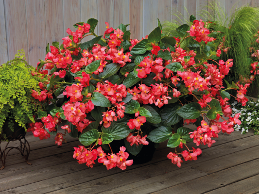 Begonia
x benariensis F₁
BIG DeluXXe
Rose Green Leaf