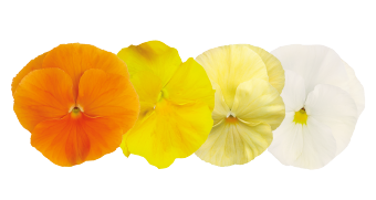 Viola
             
                        wittrockiana F₁
             
                        Inspire® Plus
             
                        Sunny Day Mix