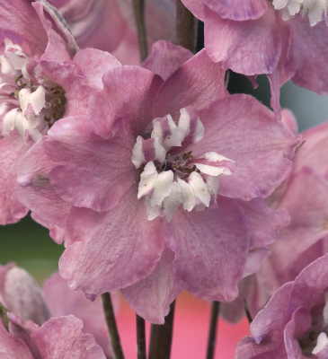 
                        Delphinium
             
                        elatum
             
                        Magic Fountains
             
                        Cherry Blossom White Bee
            