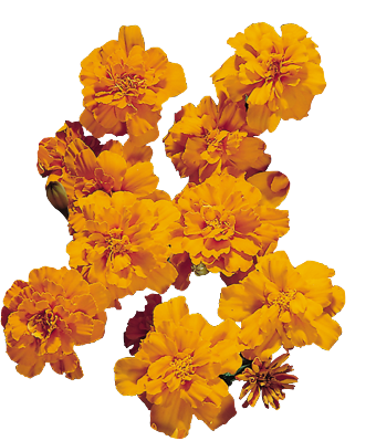 Tagetes
             
                        patula
             
                        Safari
             
                        Tangerine