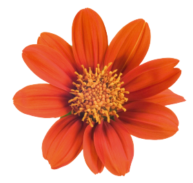 Tithonia rotundifolia Fiesta del Sol 