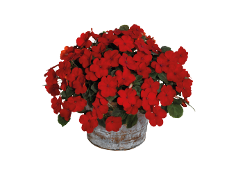 
                        Impatiens
             
                        walleriana F₁
             
                        Lollipop
             
                        Cherry (Red)
            