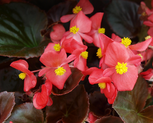 Begonia
             
                        semperflorens F₁
             
                        Cocktail®
             
                        Vodka