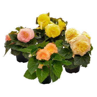 
                        Begonia
             
                        tuberhybrida F₁
             
                        Nonstop®
             
                        Peach Shades
            