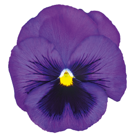   Inspire® DeluXXe Blue Surprise