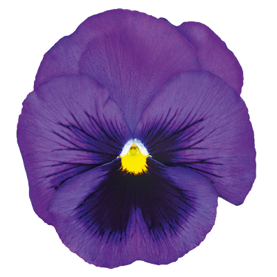 Viola
             
                        wittrockiana F₁
             
                        Inspire® DeluXXe
             
                        Blue Surprise