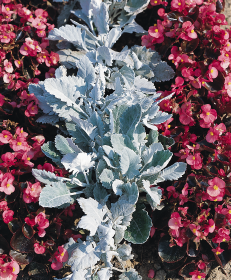 Senecio cineraria New Look®