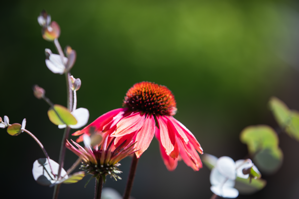 
                        Echinacea
             
                        purpurea
             
                        PollyNation™
             
                        Orange Red
            