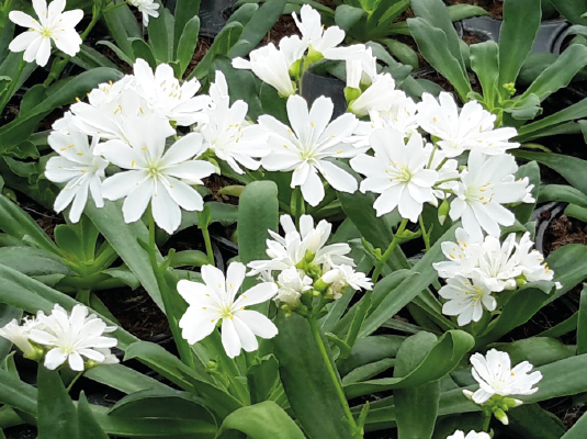 
                        Lewisia
             
                        cotyledon
             
                        Elise
             
                        White
            