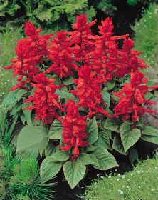 Salvia splendens Salvano