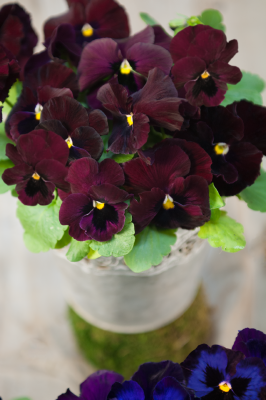 Viola
             
                        wittrockiana F₁
             
                        Inspire® DeluXXe
             
                        Deep Rose Blotch