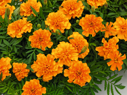 
                        Tagetes
             
                        patula
             
                        Super Hero™
             
                        Orange
            