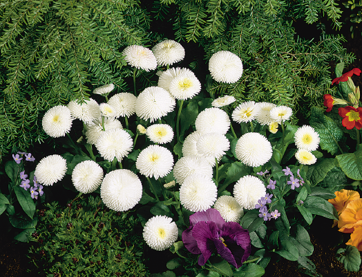 
                        Bellis
             
                        perennis
             
                        Tasso®
             
                        White
            