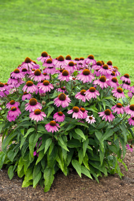 
                        Echinacea
             
                        purpurea
             
                        Primadonna®
             
                        Deep Rose
            