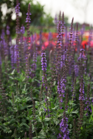 Salvia x superba Queen