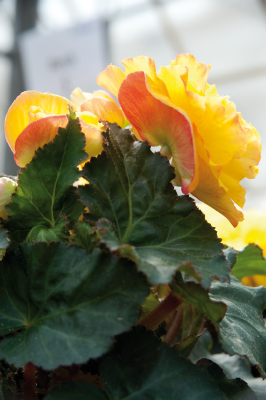 Begonia
tuberhybrida F₁
Nonstop®
Yellow Red Back