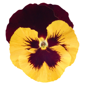 Viola wittrockiana F₁ Inspire® Yellow Red Wing | Benary