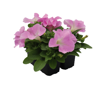 
                        Petunia
             
                        x hybrida F₁
             
                        SUCCESS!® HD
             
                        Light Pink
            