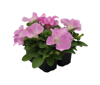 
                        Petunia
             
                        x hybrida F₁
             
                        SUCCESS! HD
             
                        Light Pink
            
