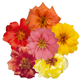 Sundial Peach Mix