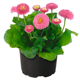 Bellis perennis BellaDaisy Pink