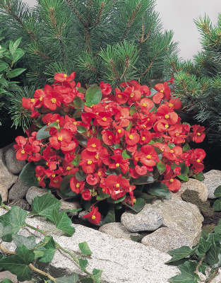 
                        Begonia
             
                        semperflorens F₁
             
                        Super Olympia®
             
                        Red
            