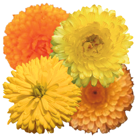 Calendula officinalis Bon Bon 