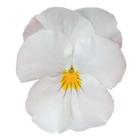   Highflyer™ White