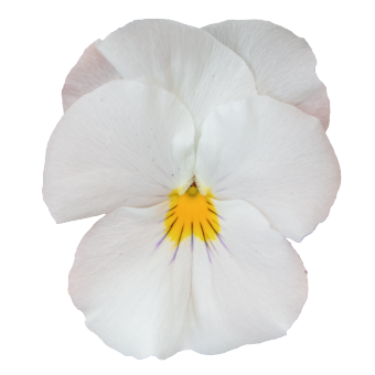 
                        Viola
             
                        wittrockiana F₁
             
                        Highflyer™
             
                        White
            