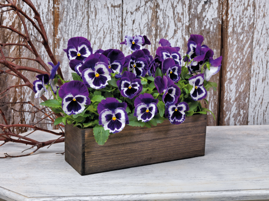Viola wittrockiana F₁ Inspire® Plus Violet Face | Benary