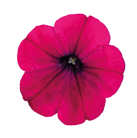   BOOM!™ HD Burgundy