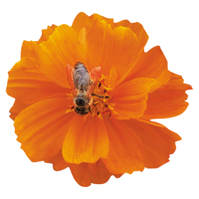 Cosmos sulphureus Cosmic Orange