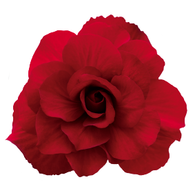   Nonstop® Mocca Deep Red
