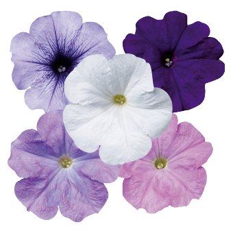 Petunia
x hybrida multiflora F₁
Celebrity
Niagara Mix