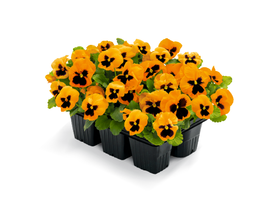 　フローラ　セルビアオレンジ Viola wittrockiana F₁ Inspire® Plus Orange Blotch | Benary