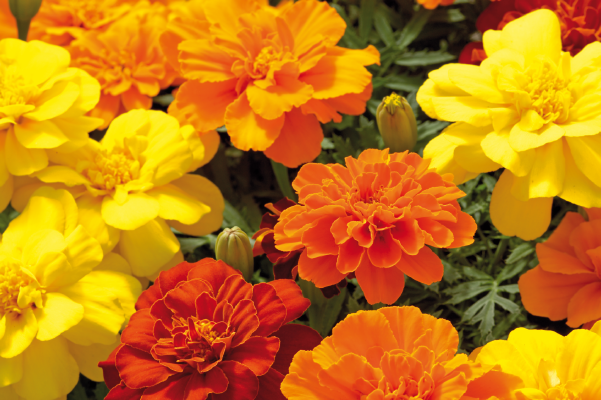 
                        Tagetes
             
                        patula
             
                        Safari
             
                        Mix
            