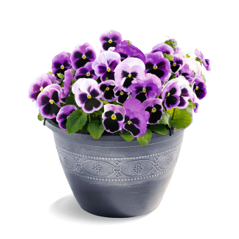 
                        Viola
             
                        wittrockiana F₁
             
                        Inspire® DeluXXe®
             
                        Pink Surprise Blotch
            