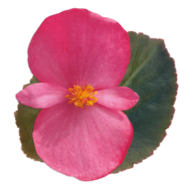 Begonia x benariensis F₁ BIG® Deep Rose Bronze Leaf